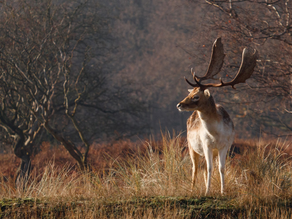 Amsterdamse Waterleidingduinen 2021