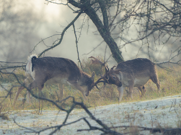 Winterse wandeling