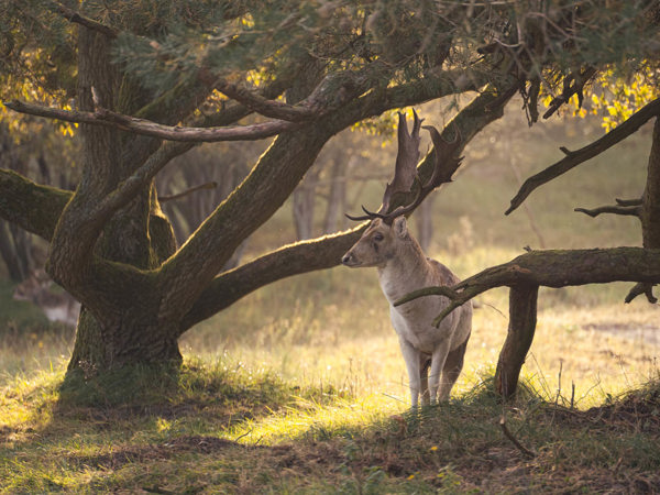 Burlseizoen in de Amsterdamse Waterleidingduinen