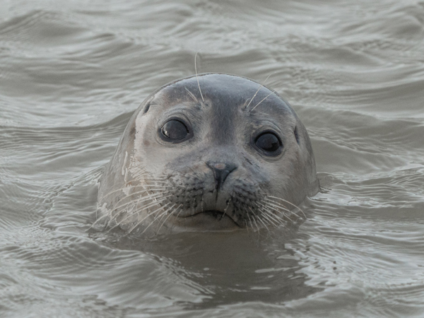 Zeehondjes in Katwijk