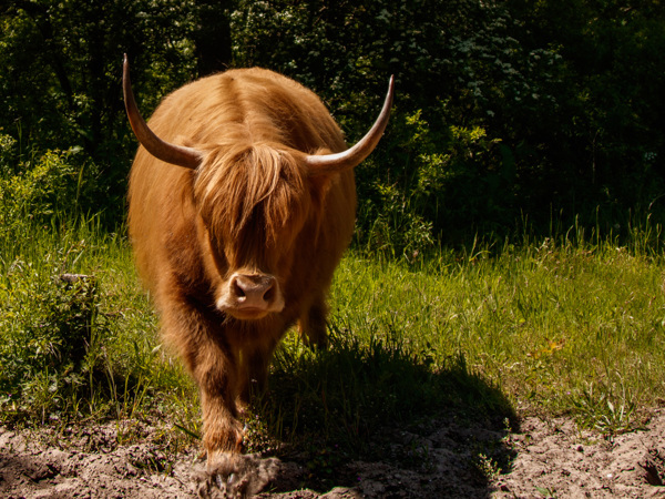 Noordhollands Duinreservaat